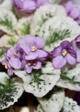 Mixed Miniature Variegated African Violet Seeds