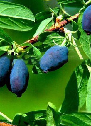 Egrow 50Pcs,100Pcs/Pack Lonicera Caerulea Fruit Seeds Home Garden Plants Honeyberry Blueberry Seeds