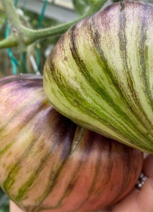 CRUSHED HEART Tomato - Organic Heirloom Seeds