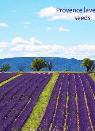 200Pcs Provence Lavender Seeds Fragrant Organic Flower Seeds Home Garden Bonsai Plant