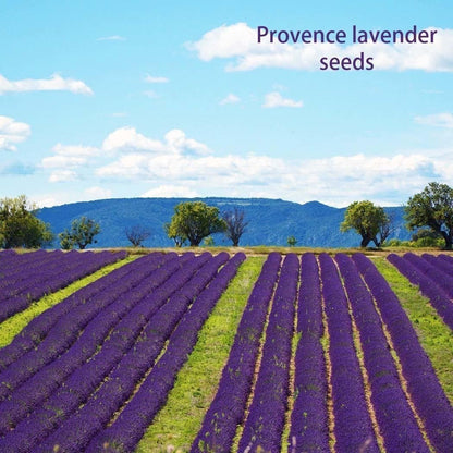 200Pcs Provence Lavender Seeds Fragrant Organic Flower Seeds Home Garden Bonsai Plant