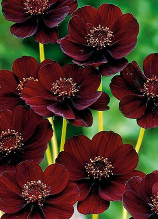 50Pcs Rare Chocolate Flowers Seeds Cosmos Bonsai
