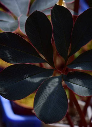 20 Pcs Tricyrtis Hirta Seeds