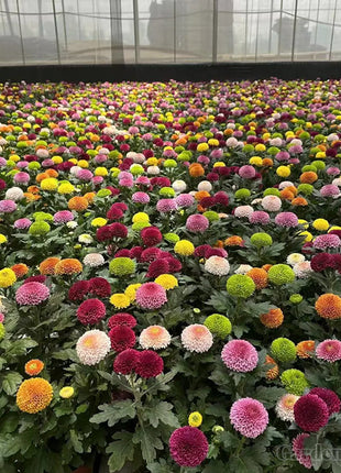 🏵️Colorful Ping Pong Chrysanthemum Seeds