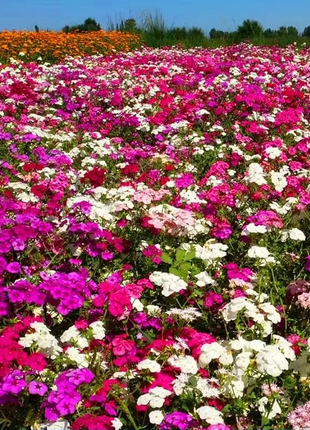 💐Vibrant Tapestry of Color ✨Creeping Phlox Seeds, Shibazakura Seeds