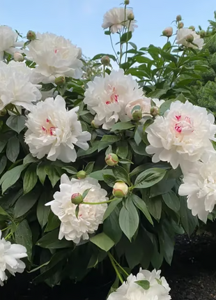 🌺 The Queen of Flowers—Double Petaled Piani