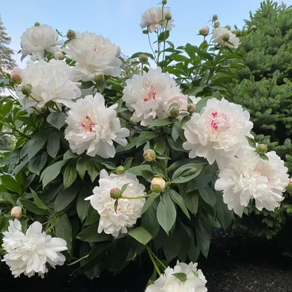 🌺 The Queen of Flowers—Double Petaled Piani