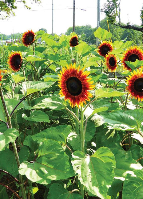 Sunflower, Fire Catcher