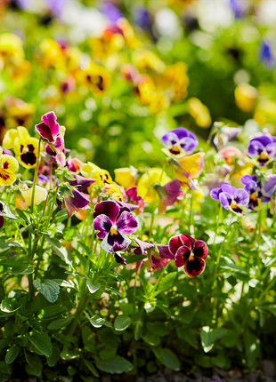 💐 Pansy Winter Elf Series - I Miss You Endlessly