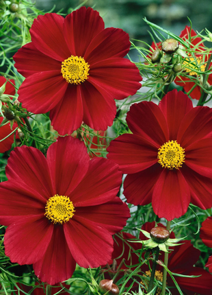 🌺Cosmos - Blooming Means Happiness And Luck