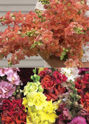 Dwarf Snapdragon  Seed Mixed