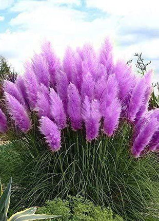 Pampas Grass Magic Garden Seeds