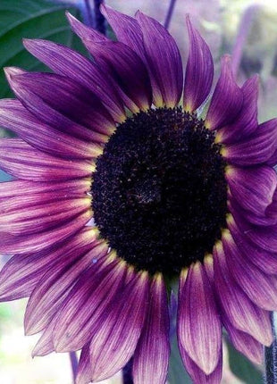 100 Seeds Rare Color Purple Sunflower