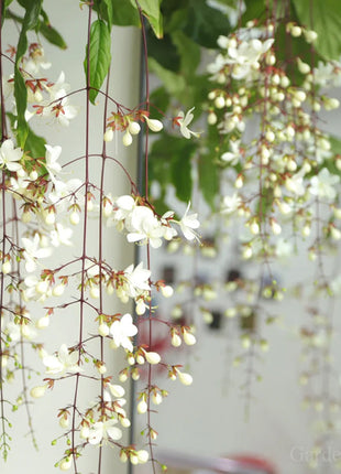 🌼Weeping Jasmine Seeds - White Jade Butterfly