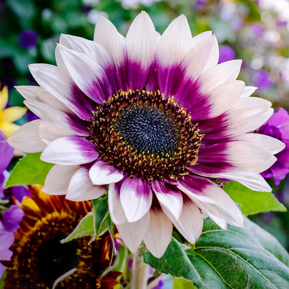 🌻50+ Mixed Color Sunflowers