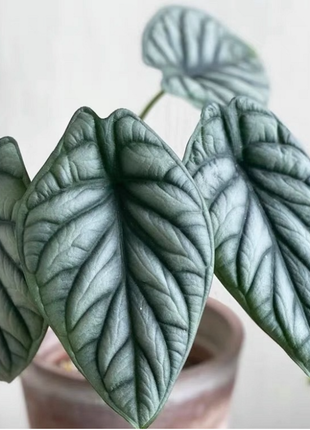 Alocasia baginda 'Silver Dragon' RARE Indoor and Outdoor Live Tropical House Plant