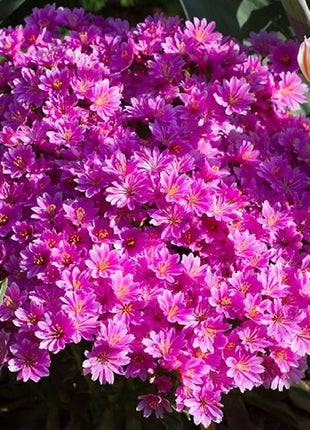 Lewisia Cotyledon Flower Seeds