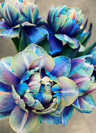 Tulipany Double Bubble