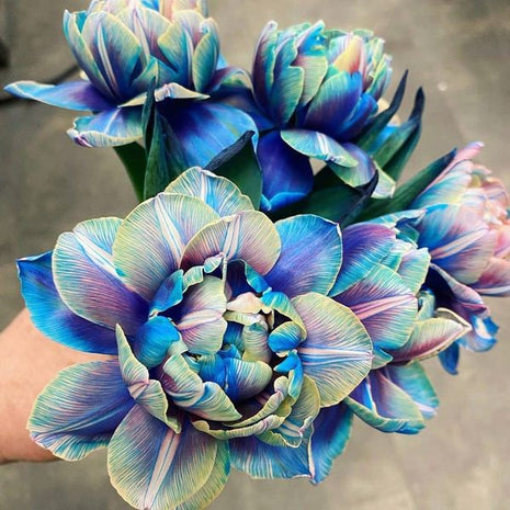 Tulipany Double Bubble