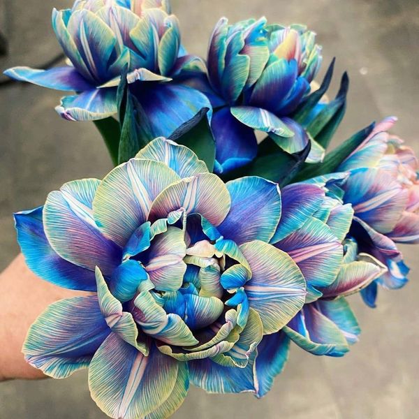 Tulipany Double Bubble