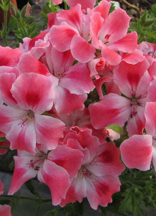 Candy Flowers Peach Cloud Seeds