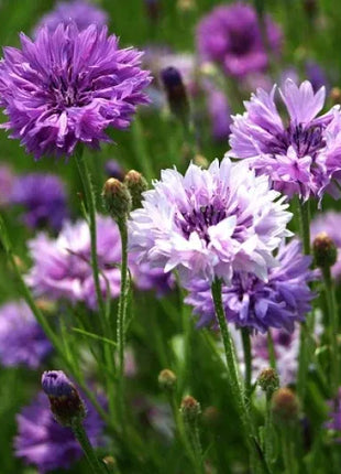 Cornflower Mixed Seeds