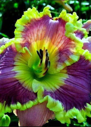 Daylily Hybrid Flowers Seeds, Hemerocallis Hybrid, 20pcs/pack