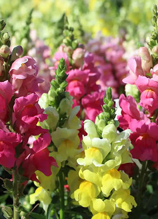 Snapdragon's Skull Flower Custom Mix Seeds