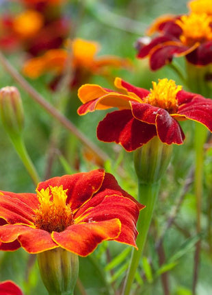Linnaeus Burning Embers Marigold Seeds