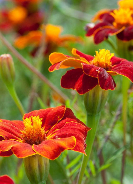 Linnaeus Burning Embers Marigold Seeds