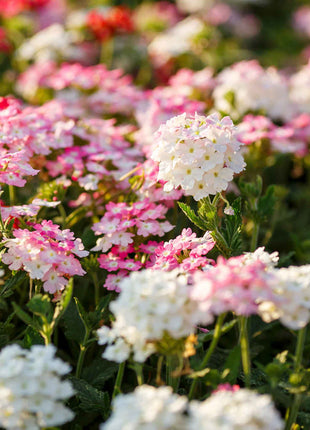 💐Garden Verbena Seeds