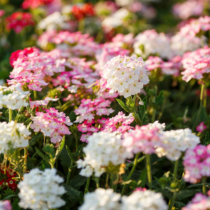 💐Garden Verbena Seeds