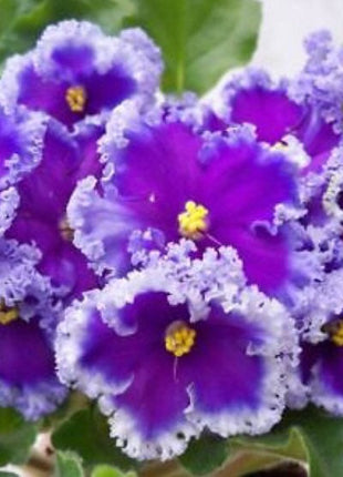African Violet - saintpaulija Reigning Beauty