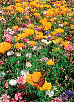 Wildflower Seeds Shaker Bag, Sunny Meadow Flower Mix