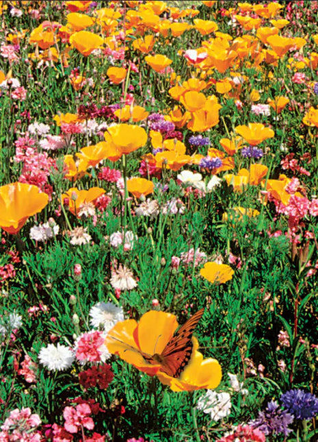 Wildflower Seeds Shaker Bag, Sunny Meadow Flower Mix