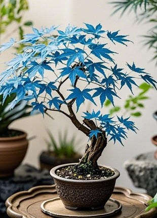 10pcs Rare Blue Japanese Ghost Maple Seeds – Unique Blue-Tinted Foliage for Elegant Bonsai & Gardens