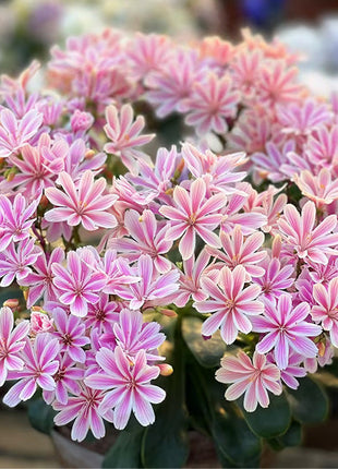 Lewisia Cotyledon Flower Seeds