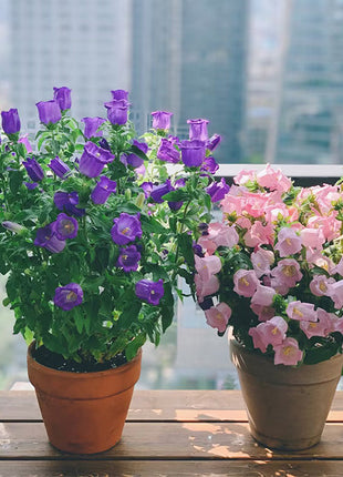 Bellflower Seeds/Canterbury Bells Seeds