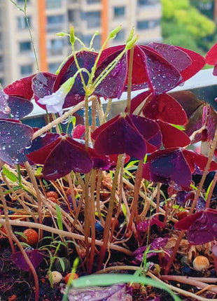 10PCS Oxalis Triangularis Purple Shamrock Good Luck Plant
