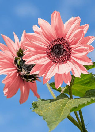 Pink Sunflower Seeds-High Germination Rate Wonderful Choice for Garden