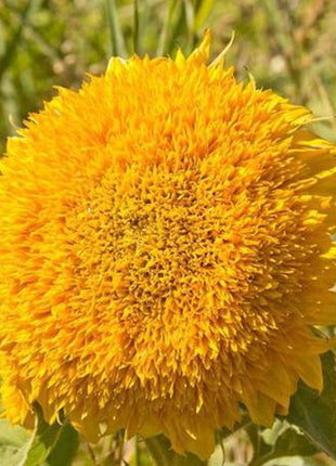 50 Seeds Teddy Bear Sunflower