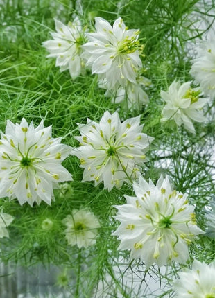💚Green Nigella
