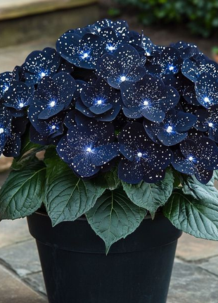 Midnight Wings Begonia 🦋🌙