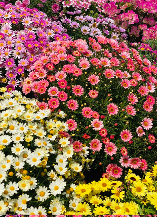 🌼Insect Killers: Pyrethrum Daisy Seeds