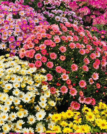 🌼Insect Killers: Pyrethrum Daisy Seeds