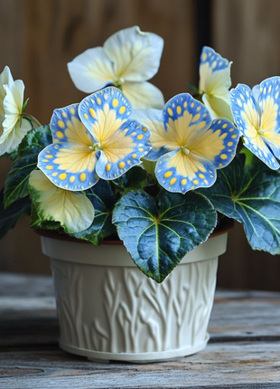 Begonia 'Meteor Butterfly'🦋