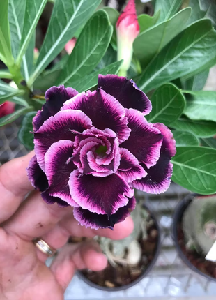 Desert Rose -- Grace