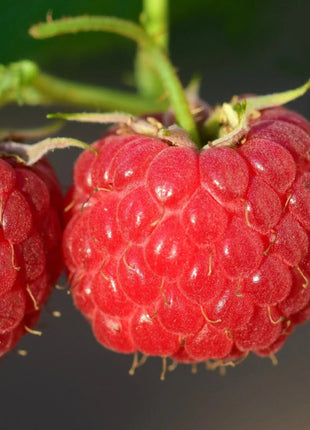 Raspberry Seeds