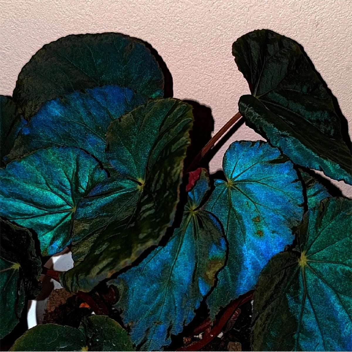 Peacock Begonia - blue begonia