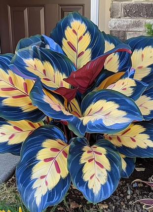Kaleidoscope Caladium Plant